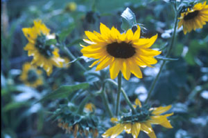 sunflower4.jpg
