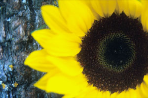 sunflowerthree.jpg